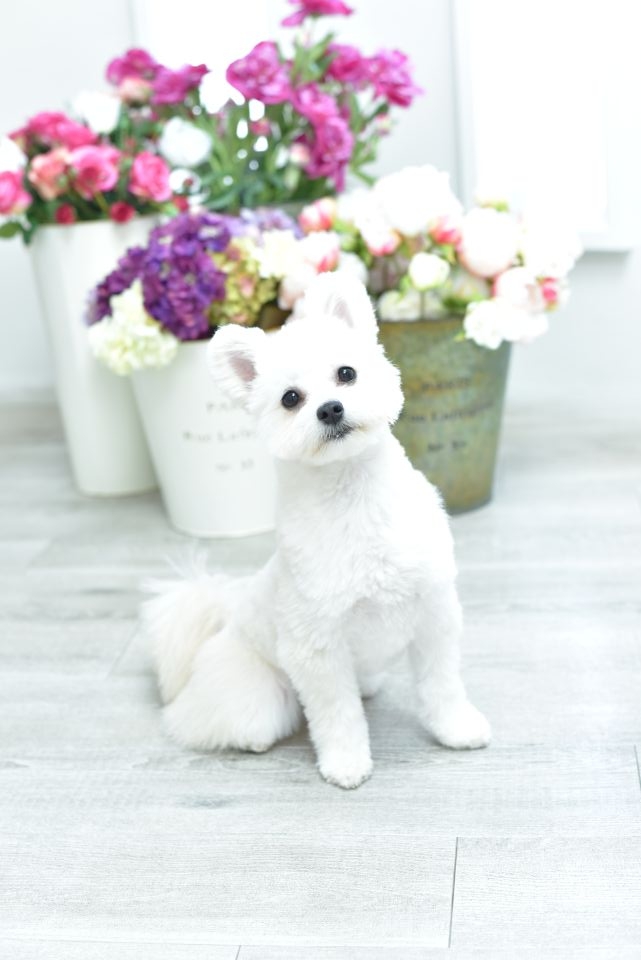 ペット
